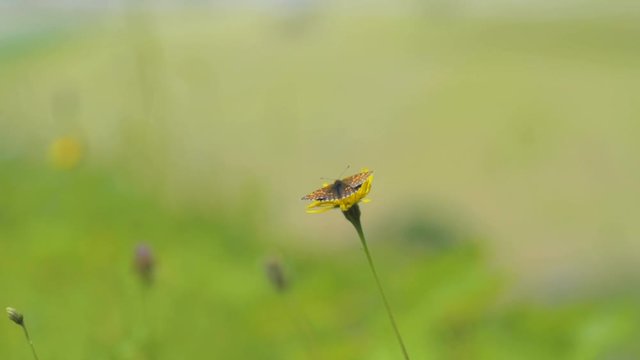 A small butterfly sitting on a yellow flower in the middle of a fresh green field