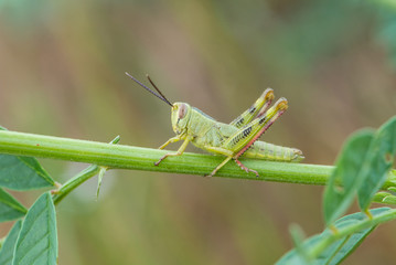 Asiatic Migratory Locust (Locusta migratoria)  on a plant in summer