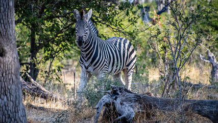 Zebra in Mopane forest