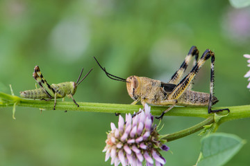 Asiatic Migratory Locust (Locusta migratoria)  on a plant in summer