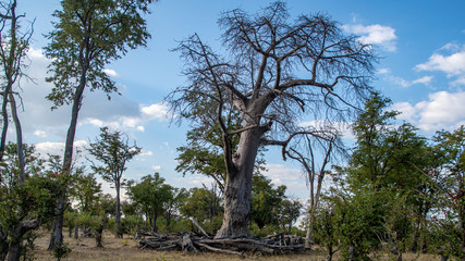 baobab