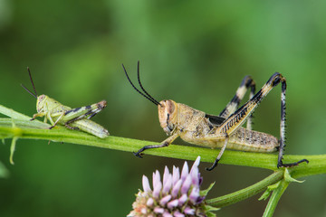 Asiatic Migratory Locust (Locusta migratoria)  on a plant in summer