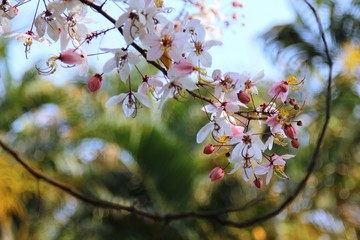 Flowers Mean Everything To Me