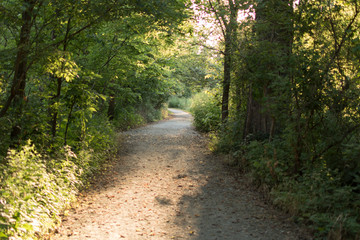 Fototapeta premium gravel path in the woods