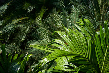 Top view of Palm leaf in sunlight.