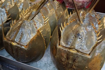 Horseshoe crab for sale in sea food market Thailand.
