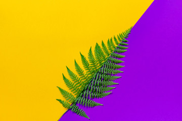 Green fern leaf on yellow purple background.