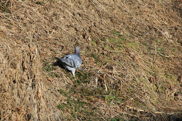 急角度の土手に無理な体勢で立っている鳩(宮城県)