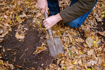 A man digs the earth with a small shovel in the autumn forest