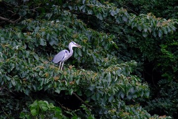 gary heron in forest