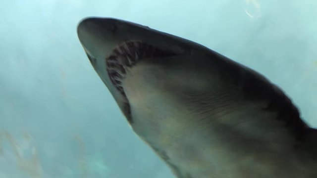 a bull shark in an aquarium in slow motion