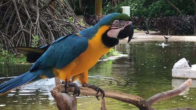 close up slomo of a parrot in equador
