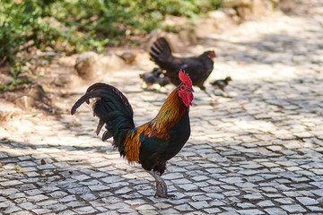 Brightly colored rooster with hen and chicks in the background at Parque Marechal Carmona, Cascais, Portugal