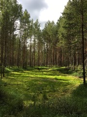 Fototapeta premium Light green swamp in the forest