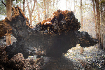 Inside a burnt stump