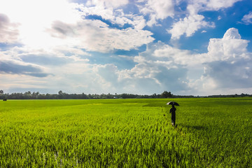Beautiful Green Rice Field and Cloudy White Blue Sky