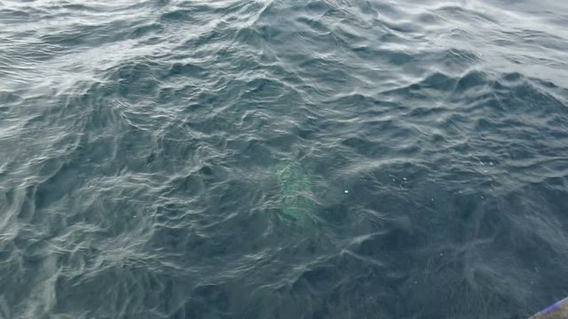 Fishing codfish by spinning reel in Barents sea, Russia
