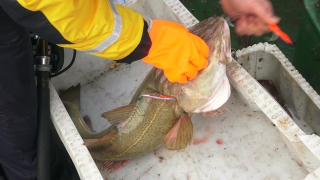 Caught fresh cod fish in hands of fisherman on deck of fishing trawler
