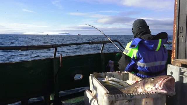 View of fishing man with spinning sitting on deck of trawler with big caught cod, Barents Sea, Russia