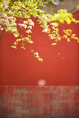 故宮博物院のロイヤルガーデンにあるベゴニアと赤い壁 - obrazy, fototapety, plakaty