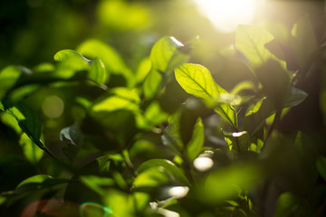 Fototapeta na wymiar Green shrubs With sunlight on background blurred