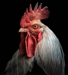 Rooster portrait showing head and feather details.  - obrazy, fototapety, plakaty