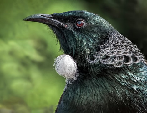 A tui bird closeup showing its amazing feathers and tuft under its beak. 