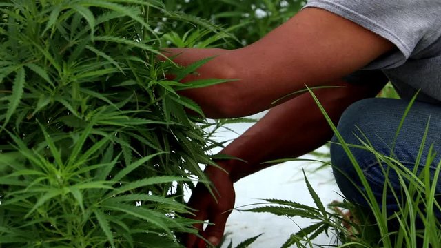 Slow motion, close up view of Hispanic migrant worker trimming cannabis plants on a commercial hemp farm. Manual labor of hemp farming and CBD production.