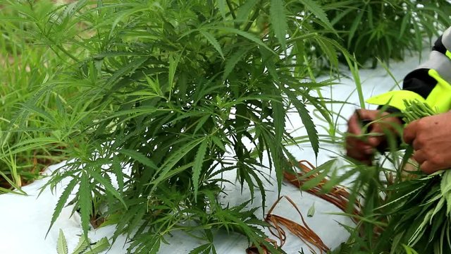 Close up view of farm hand trimming hemp plants in a field. Cuttings of cannabis plants being taken to maintain the crop and produce clones for sale. Commercial CBD oil production.