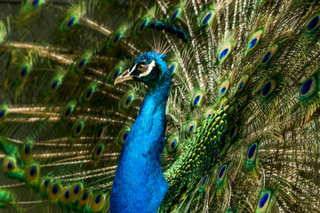 A beautiful peacock fanning its feathers in an amazing display. 