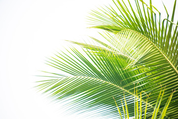 Detail of coconut trees with soft light background or vintage style.