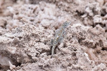 lagarto