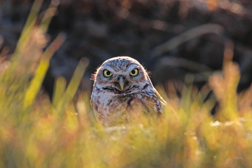 Owls