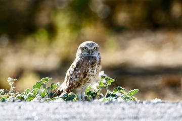 Owls