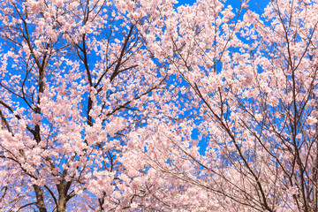 サクラの花と青空
