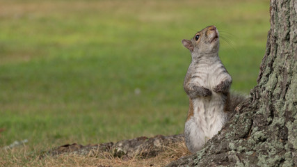 curious squirrel glancing to a tree for exit