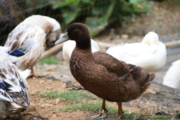brown duck