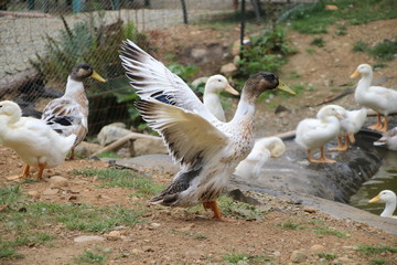 duck stretching his wings