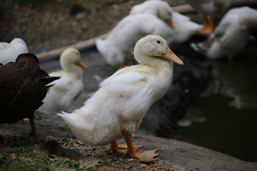 pekin duckling