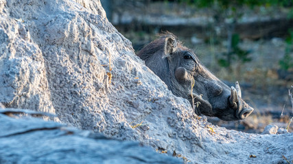 warthog