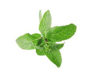 Branch of fresh mint isolated on white