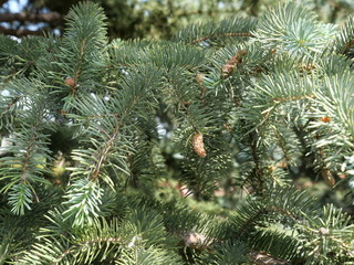 Green branches of spruce for background. Light brown cones.
