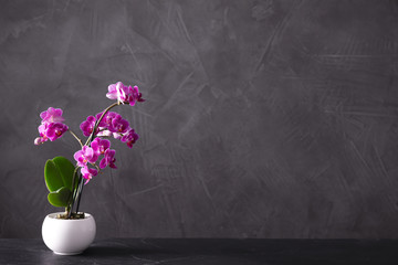 Flowerpot with blooming orchid on black stone table against dark background, space for text