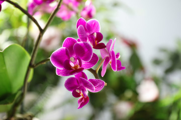 Naklejka na ściany i meble Beautiful blooming orchid on blurred background, closeup view