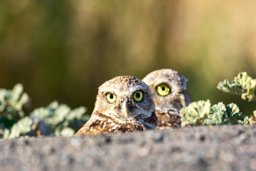 Owls