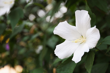 Beautiful tropical Hibiscus flower on bush outdoors
