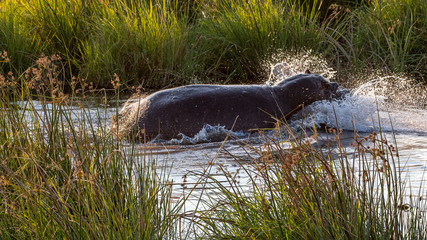 Fototapeta premium Hippopotamus Linyanti