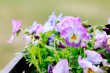 Beautiful pansy flowers in the garden.