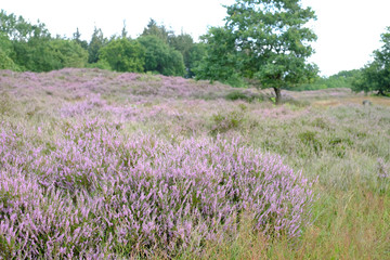 Besenheide mit Baumbestand in Norddeutschland