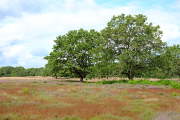 Zwei Eichen in der Heidelandschaft